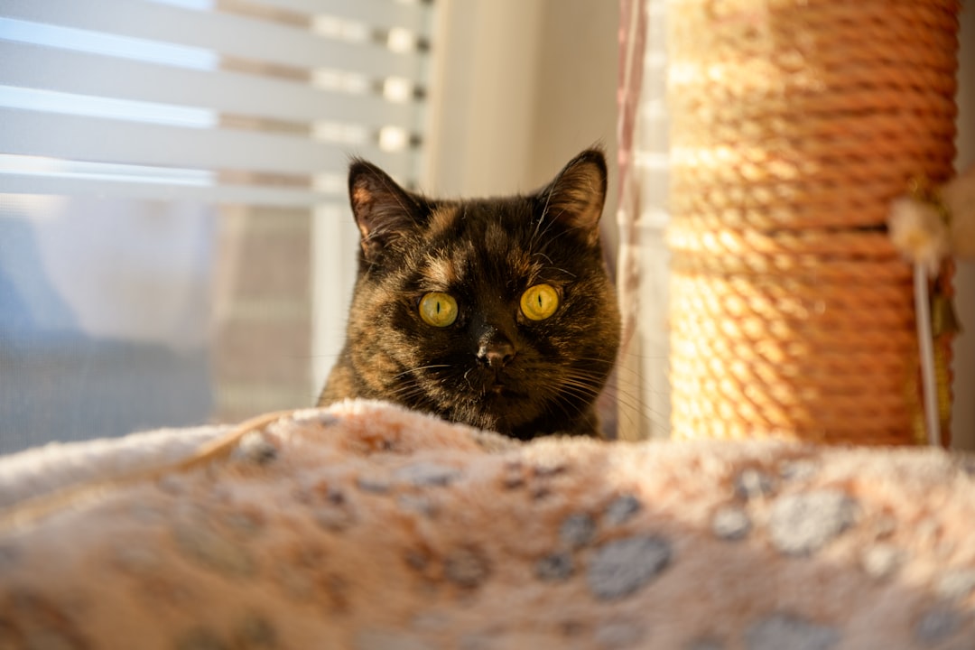 a-tortoiseshell-cat-with-bright-yellow-eyes-looks-curiously-twtd2stqydk