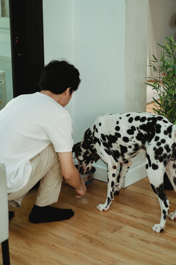 An adult man feeding a Dalmatian dog indoors at home, emphasizing companionship.