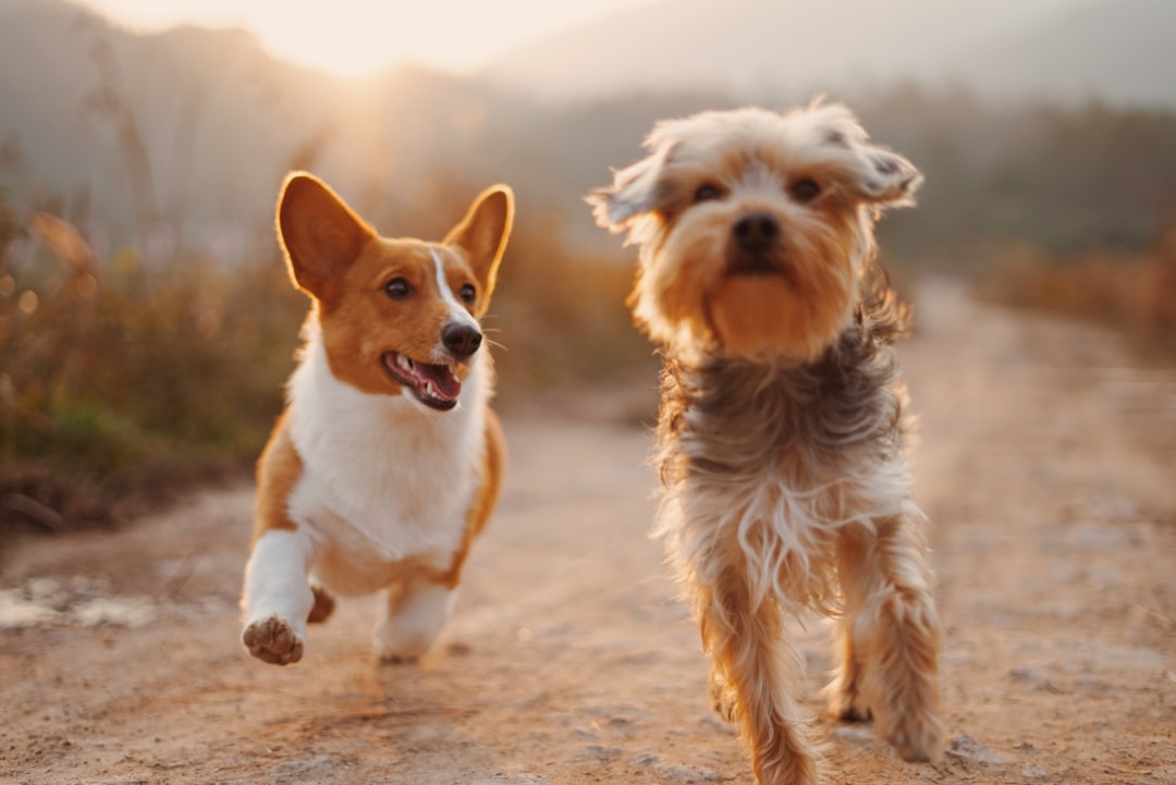 hero-gallery-01 two-brown-and-white-dogs-running-dirt-road-during-daytime-t-0ew-sebse